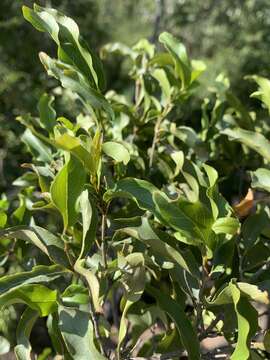 Image of Olifants River Bushwillow