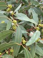 Image of Eucalyptus kitsoniana Luehm. ex Maiden