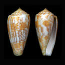 Image of Conus arafurensis (Monnier, Limpalaër & Robin 2013)