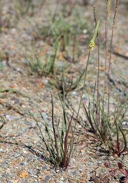 Image of Plantago maritima subsp. ciliata Printz