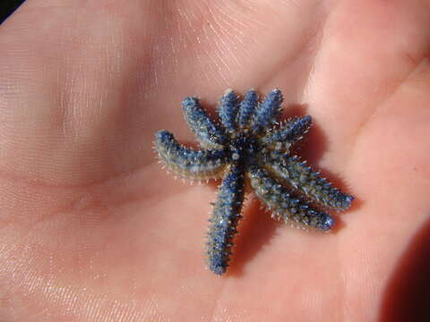 Image de Coscinasterias muricata Verrill 1867