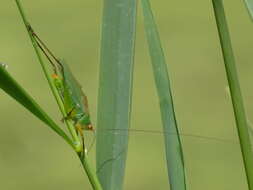 Image of Black-legged Meadow Katydid