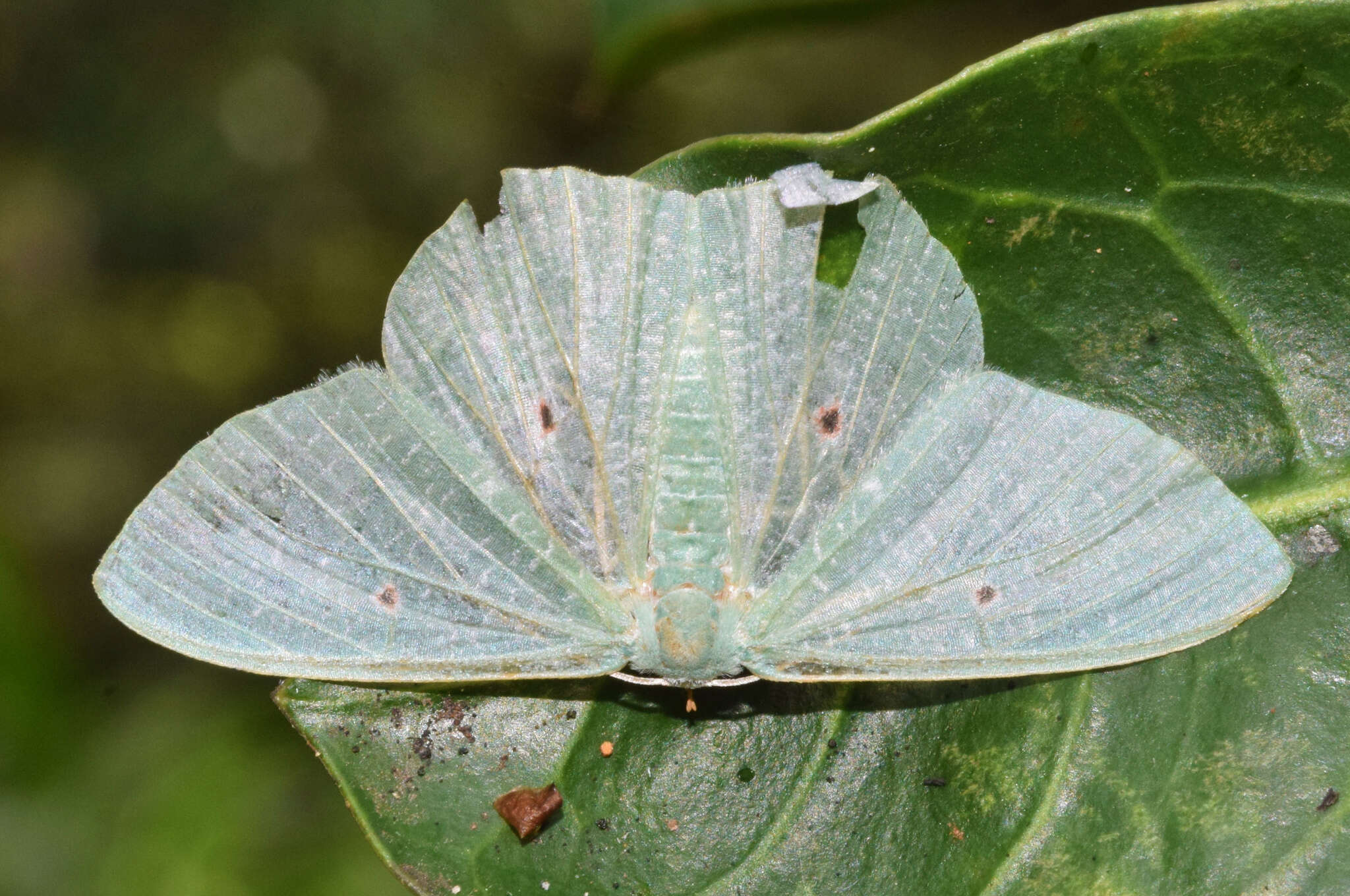 صورة Prasinocyma oculata Prout 1915