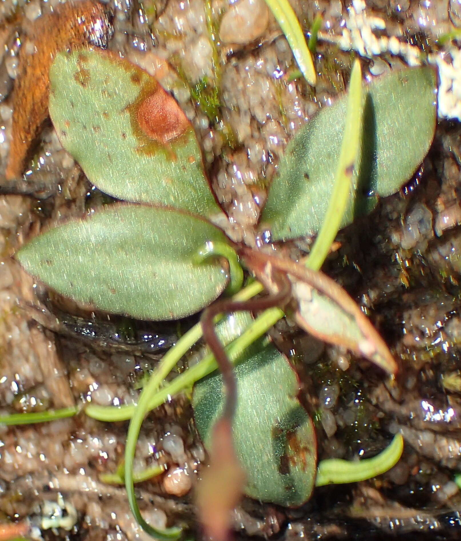 Image de Disa biflora (L.) Druce