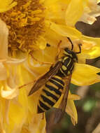 Vespula squamosa (Drury 1770) resmi