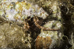 Image of rocky-shore hermit crab