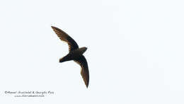 Image of Vaux's Swift