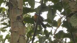 Image of Ferruginous Antbird