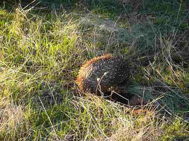 Image of Short-beaked Echidnas