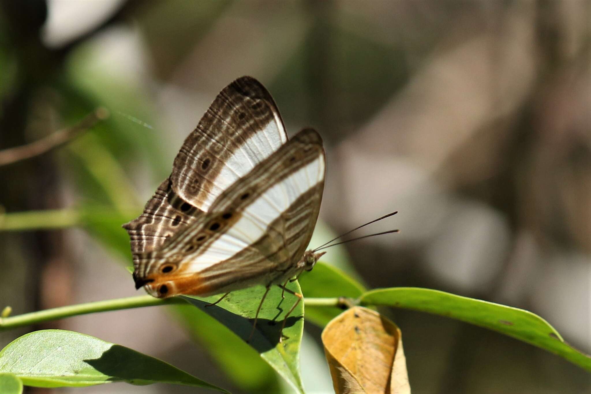 Слика од Cyrestis acilia Godart 1819