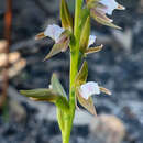 Image of Short-lip leek orchid
