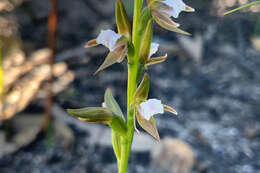 Imagem de Prasophyllum brevilabre (Lindl.) Hook. fil.