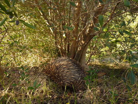 Image of Short-beaked Echidnas