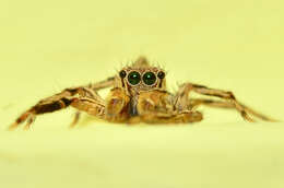 Image of Jumping spider