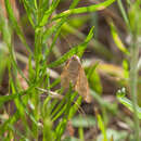 صورة Caenurgia chloropha Hübner 1818