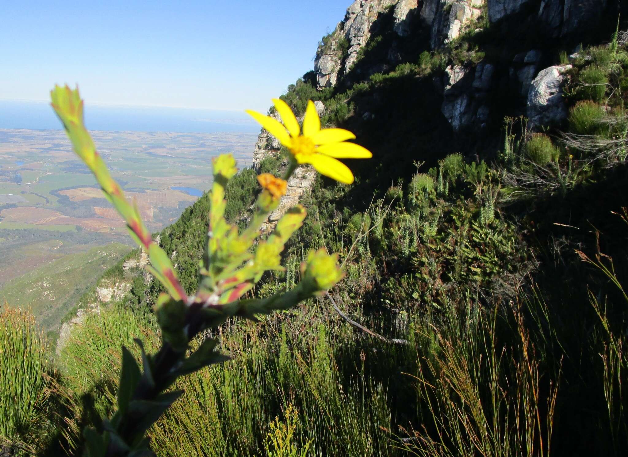 Image of Osteospermum corymbosum L.