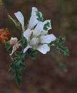 Imagem de Anisodontea dissecta (Harv.) D. M. Bates