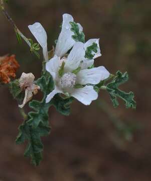 Image of Anisodontea dissecta (Harv.) D. M. Bates