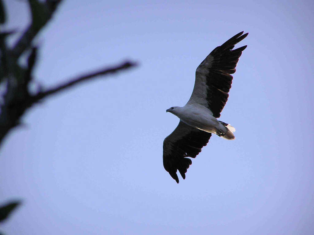 Image of White-bellied Sea Eagle