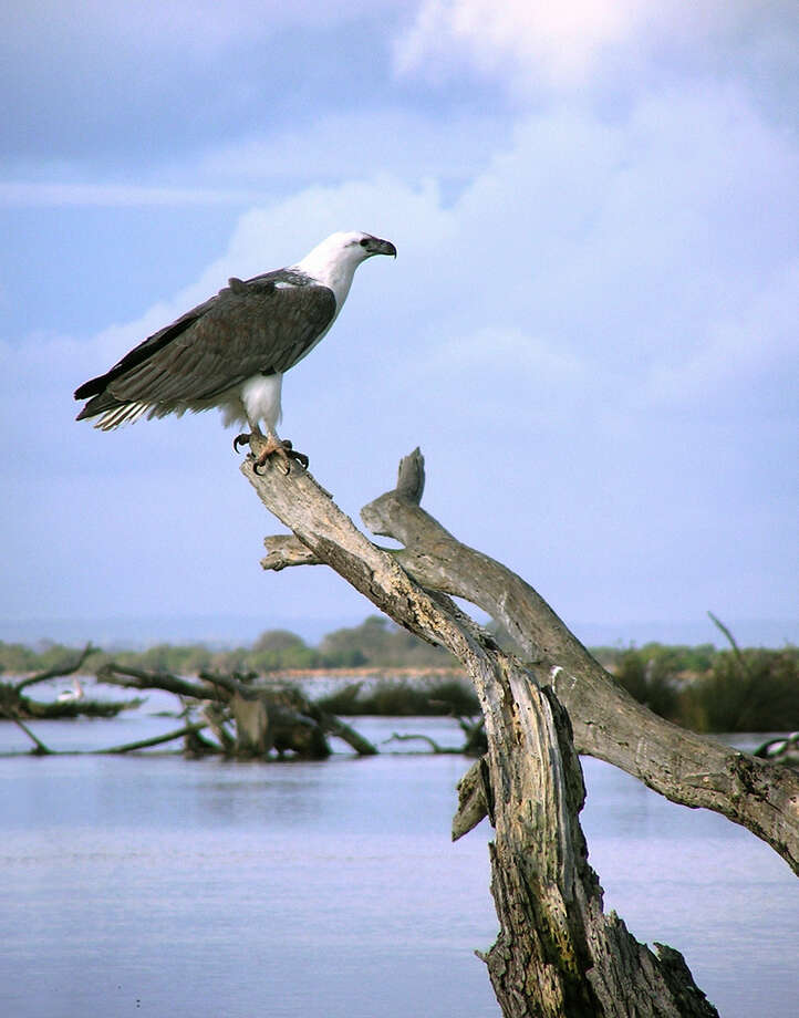 Image of White-bellied Sea Eagle