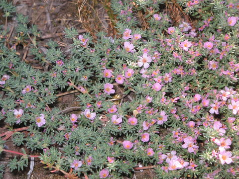 Image of <i>Frankenia laevis</i> L.
