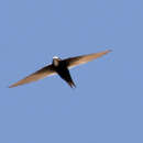 Image of African White-rumped Swift