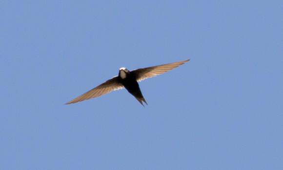 Image of African White-rumped Swift