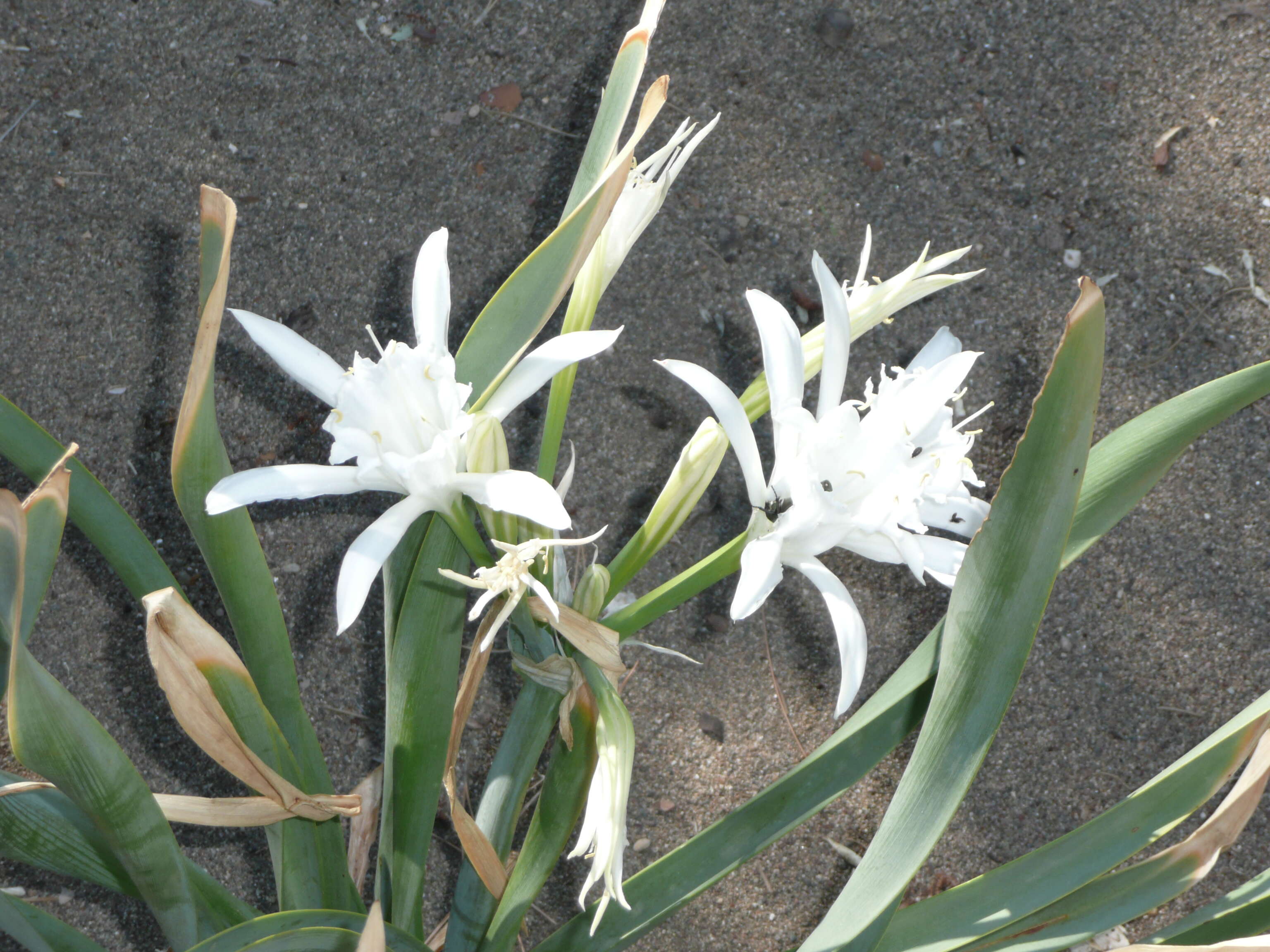 Imagem de Pancratium maritimum L.