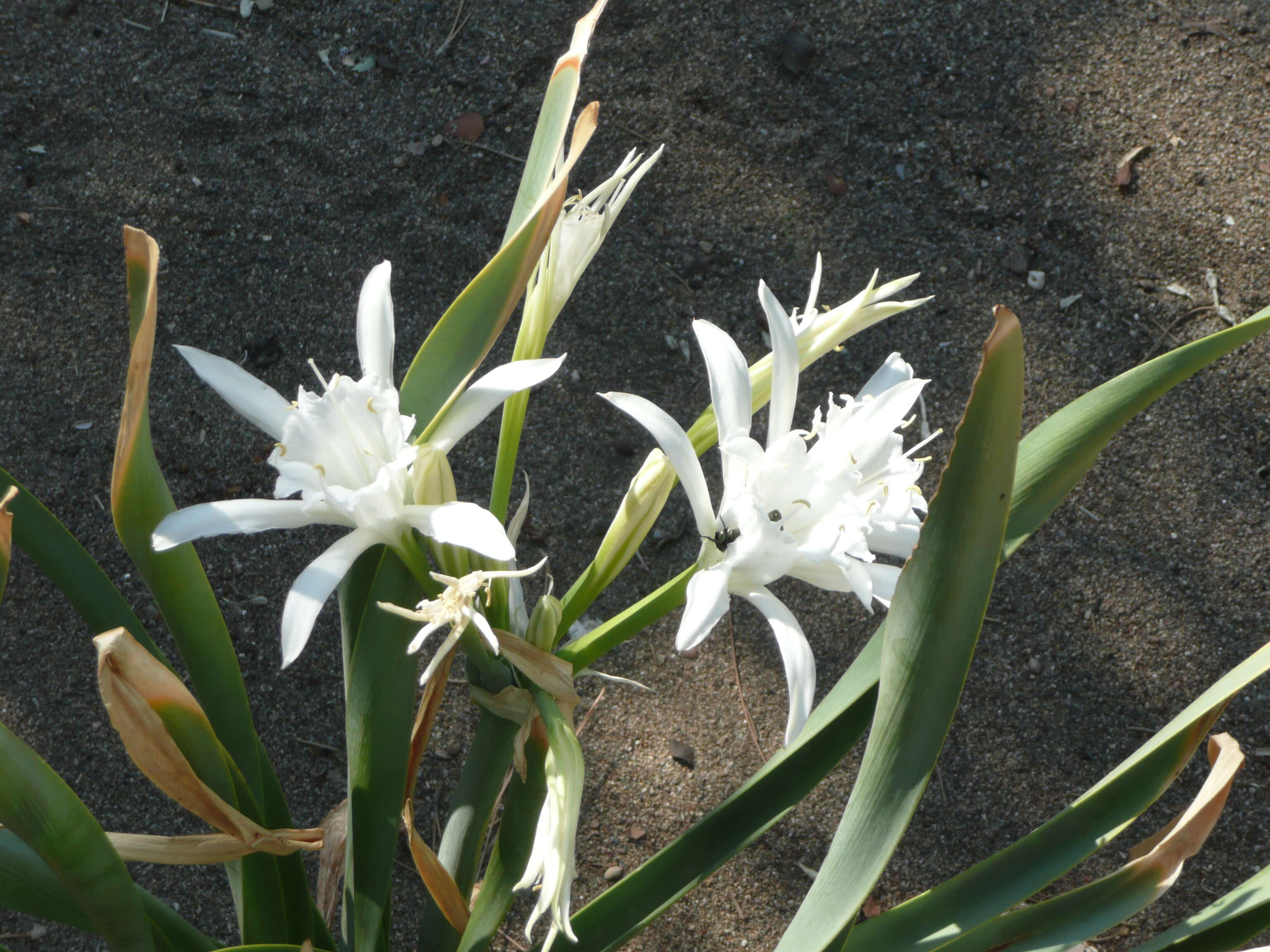 Imagem de Pancratium maritimum L.