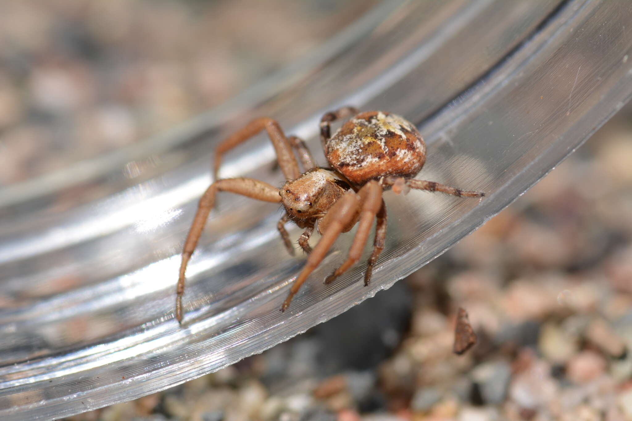 Image de Xysticus punctatus Keyserling 1880