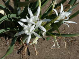 Imagem de Pancratium maritimum L.