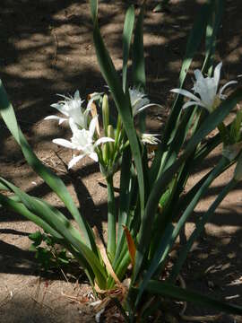 Imagem de Pancratium maritimum L.