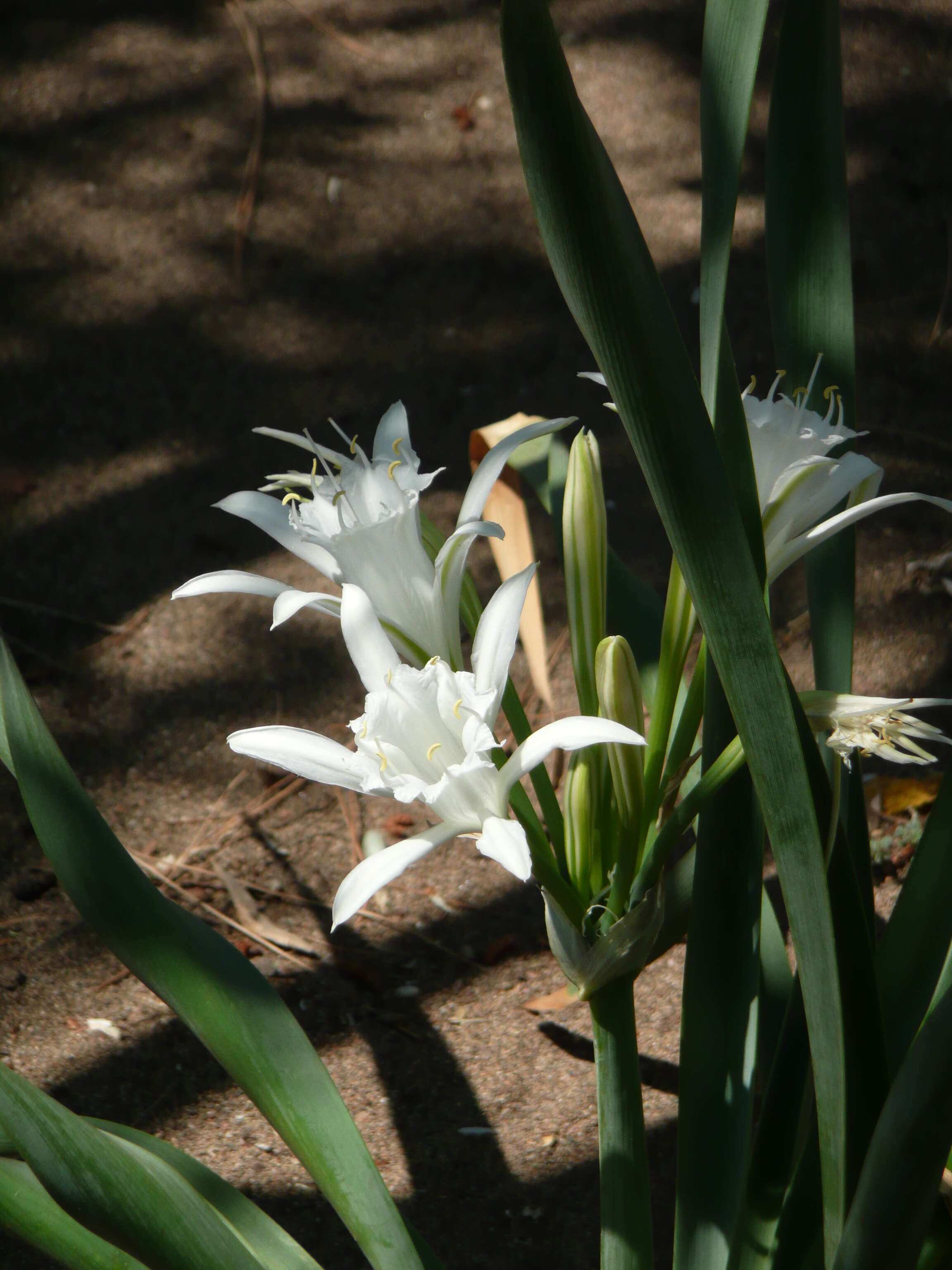 Imagem de Pancratium maritimum L.