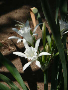 Imagem de Pancratium maritimum L.