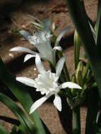 Imagem de Pancratium maritimum L.