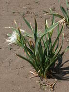 Imagem de Pancratium maritimum L.