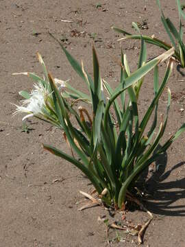 Imagem de Pancratium maritimum L.