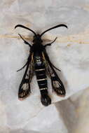 Image of Pyropteron aistleitneri (Spatenka 1992)