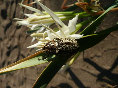 Image of Polyphylla fullo (Linnaeus 1758)