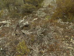 Image of Dracophyllum pearsonii T. Kirk