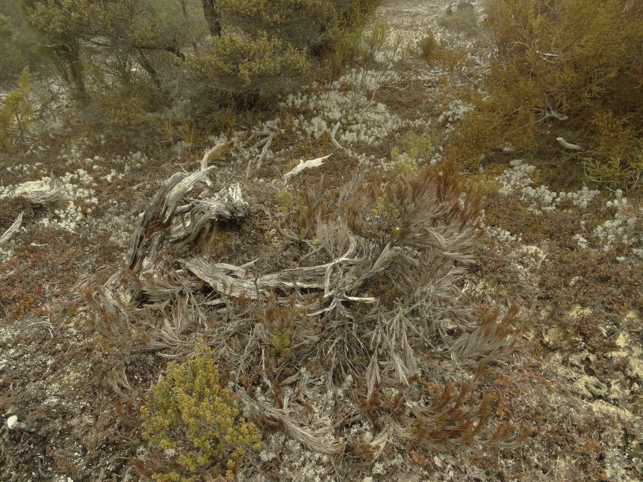 Image of Dracophyllum pearsonii T. Kirk