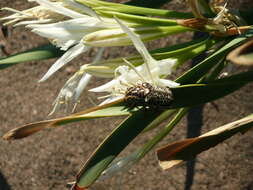 Image of Polyphylla fullo (Linnaeus 1758)