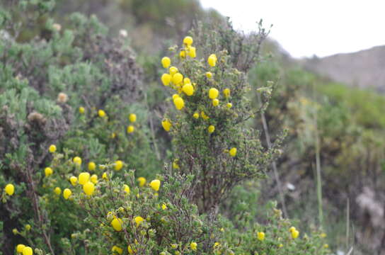 Image of Calceolaria inamoena Kränzl.