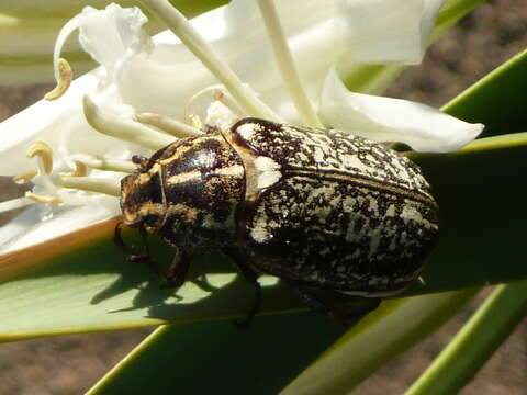 Image of Polyphylla fullo (Linnaeus 1758)