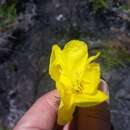 Image of Oenothera stricta subsp. stricta
