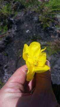 Oenothera stricta subsp. stricta resmi