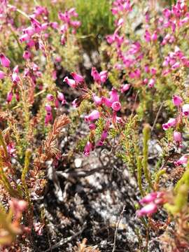 Image of Erica glutinosa Berg.