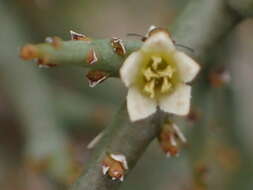 Image of Thesium hystrix A. W. Hill