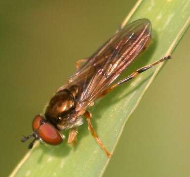 Image of Platycheirus quadratus (Say 1823)