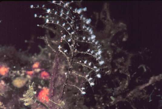 Image of Feather hydroid